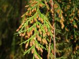 Cupressus funebris