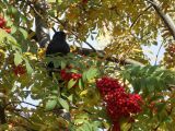 Sorbus esserteauiana