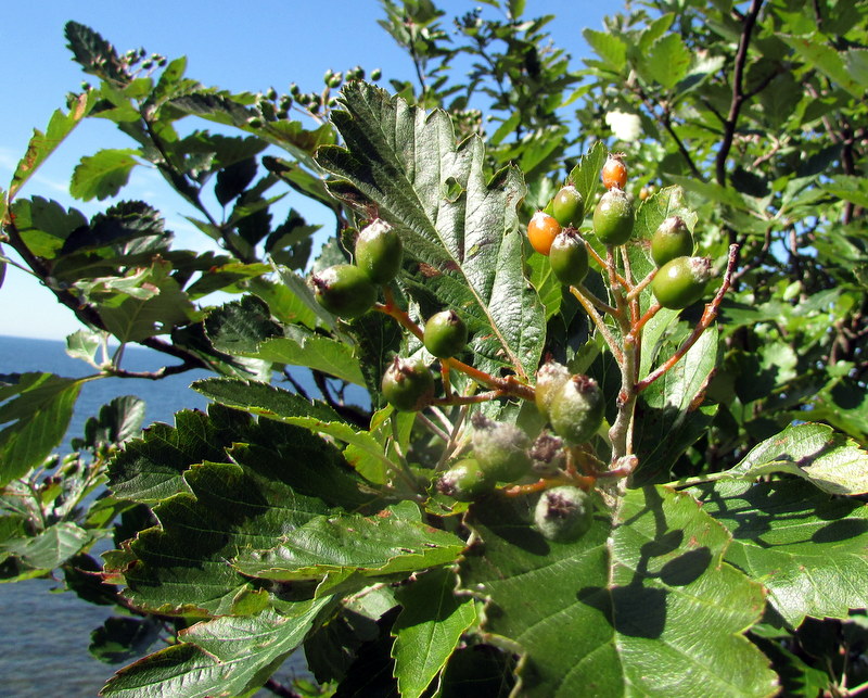 Изображение особи Sorbus intermedia.