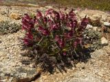 Pedicularis ochotensis. Цветущее растение. Магаданская обл., окр. г. Магадан, п-ов Старицкого, щебнистый склон сопки. 08.06.2012.