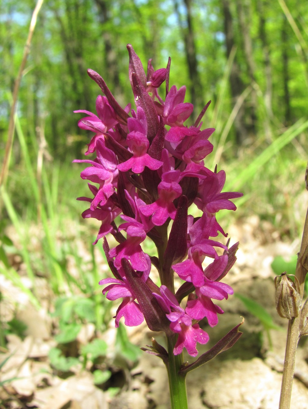 Изображение особи Dactylorhiza romana ssp. georgica.