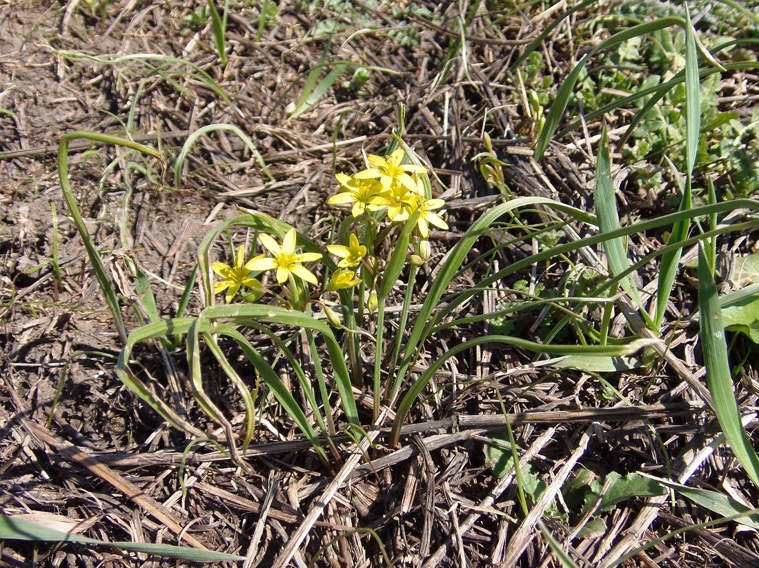 Изображение особи Gagea erubescens.