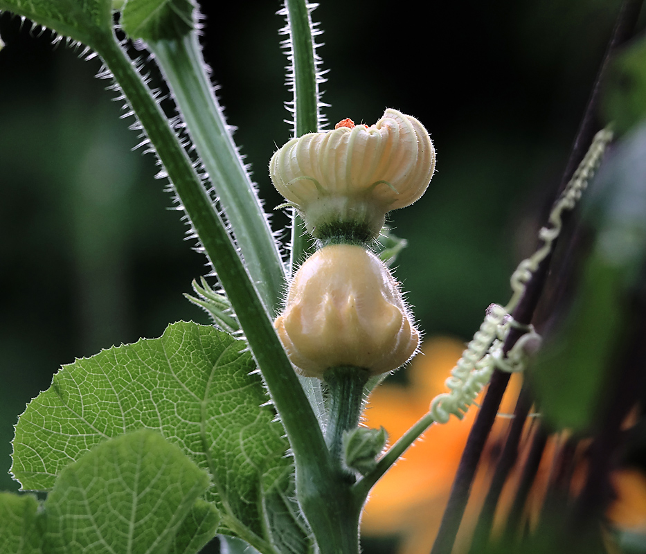 Изображение особи Cucurbita pepo.