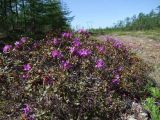 Rhododendron parvifolium. Заросли цветущих растений. Магаданская обл., Ольский р-н, окр. пос. Армань, просека ЛЭП в лиственничнике. 23.06.2018.