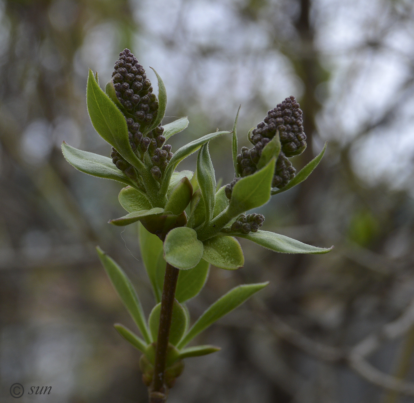 Изображение особи Syringa vulgaris.