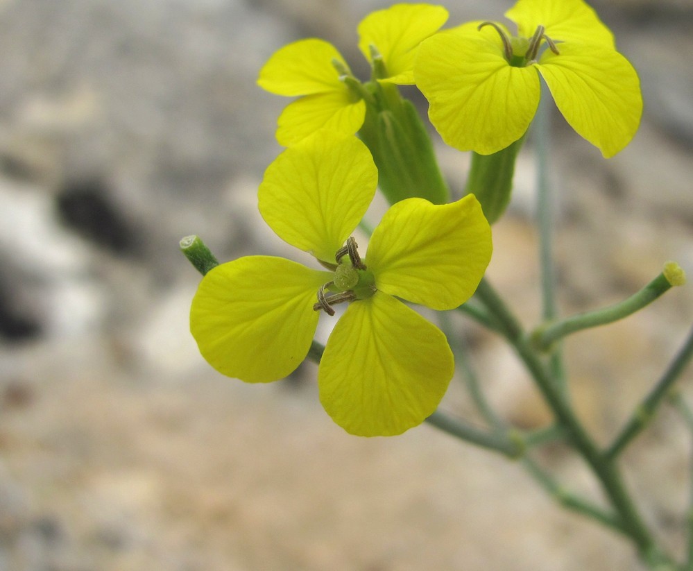 Изображение особи Erysimum substrigosum.