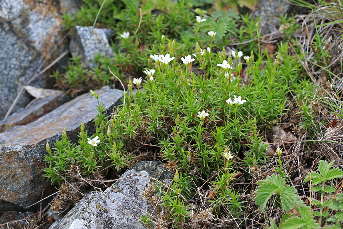 Изображение особи Minuartia laricina.