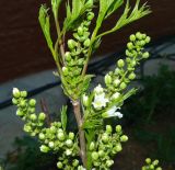 Xanthoceras sorbifolium