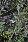 Vicia grandiflora