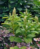 Phytolacca acinosa. Верхушки растений с незрелыми соплодиями. Челябинск, Ботанический сад ЧелГУ, в культуре. 01.08.2019.