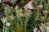 Cladonia gracilis подвид turbinata