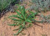 Astragalus vulpinus