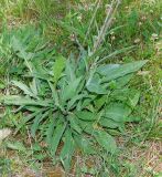 Centaurea подвид substituta