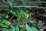 Carex pseudocyperus