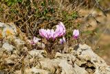 Cyclamen graecum. Цветущие растения на верщине известнякового валуна. Греция, о-в Крит, ном Ханья (Νομός Χανίων), дим Колимвари (Δήμος Κολυμβαρίου), окр. деревни Афрата (Αφράτα). 14 октября 2021 г.