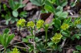 Sibbaldia procumbens