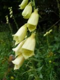 Digitalis grandiflora