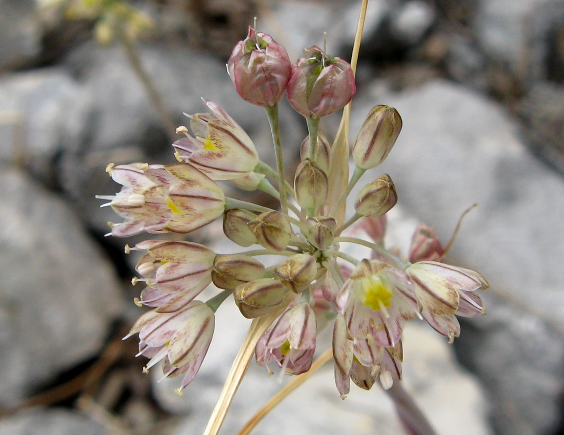 Изображение особи Allium rupestre.