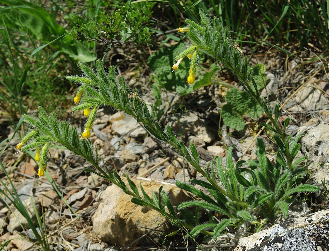 Image of Onosma irritans specimen.