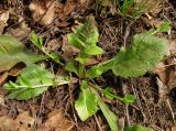 Ajuga reptans