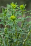 Euphorbia iberica