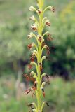 Eremurus turkestanicus