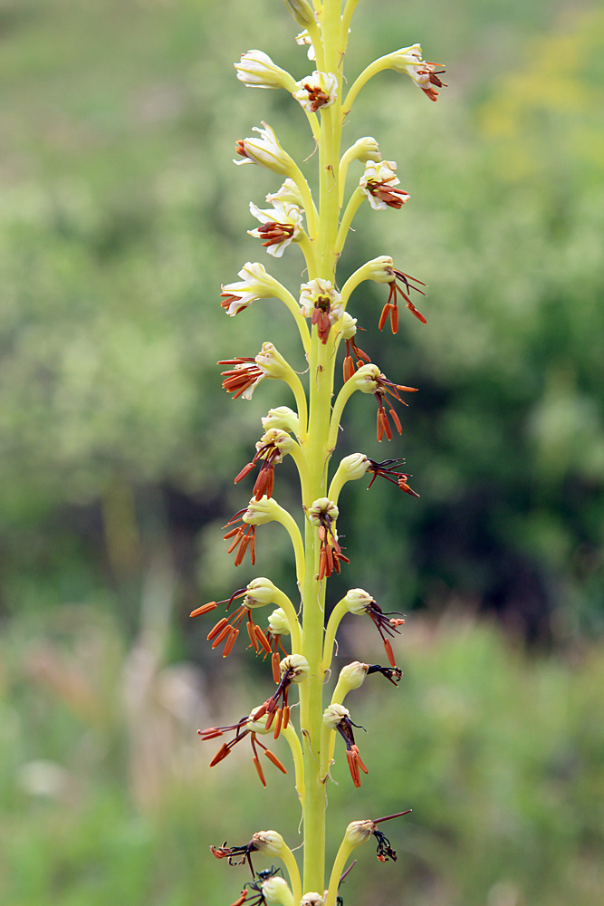 Изображение особи Eremurus turkestanicus.