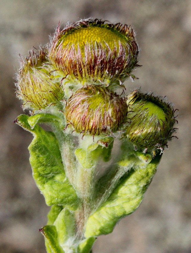 Изображение особи Pulicaria dysenterica.