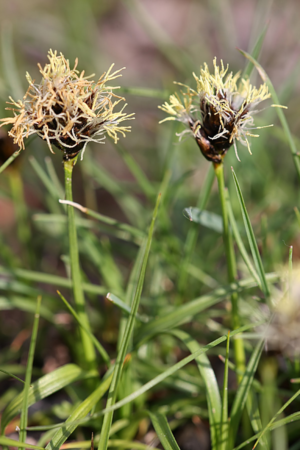 Изображение особи Carex pachystylis.