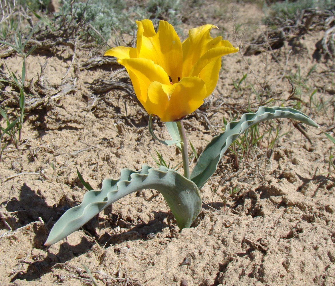 Image of Tulipa borszczowii specimen.