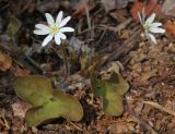 Hepatica asiatica. Цветущее растение. Приморский край, Шкотовский р-н, окр. с. Петровка, падь Чернюкова, дубовый лес. 01.05.2015.