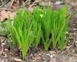 Hyacinthus orientalis