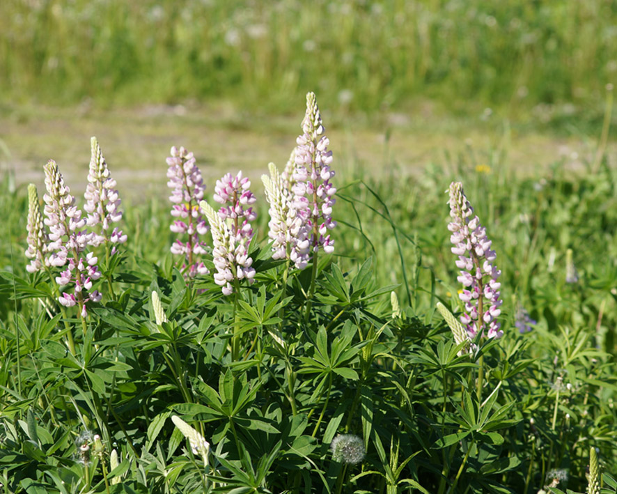 Изображение особи Lupinus &times; regalis.