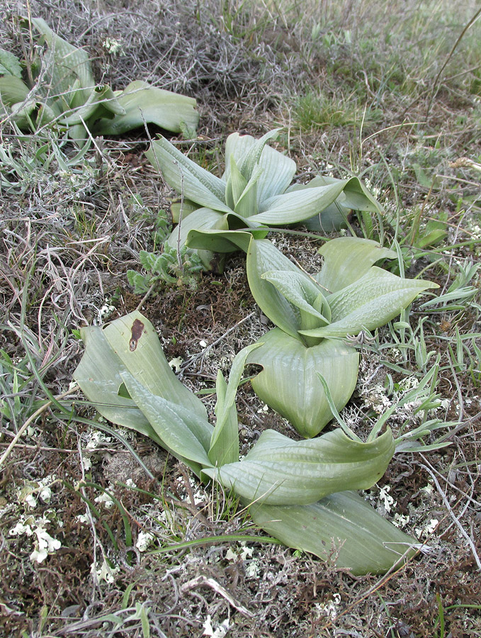 Image of Himantoglossum caprinum specimen.