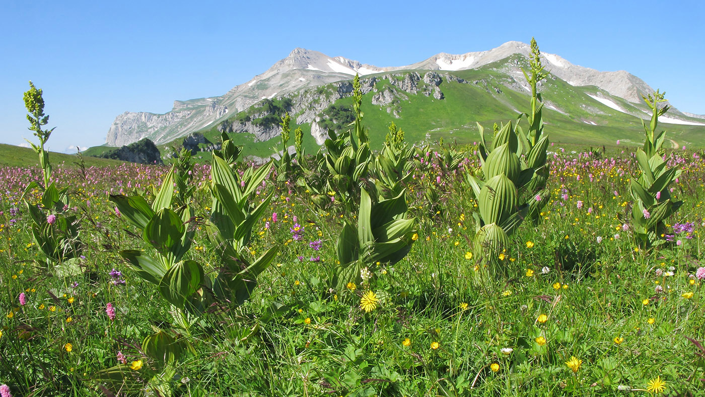 Изображение особи Veratrum lobelianum.