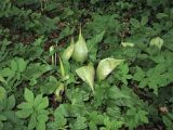 Arum maculatum. Отцветающие растения среди листьев Aegopodium podagraria. ФРГ, земля Северный Рейн-Вестфалия, р-н Ойскирхен, окр. г. Бланкенхайм, смешанный лес. 28 мая 2010 г.