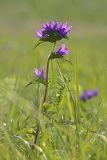 Campanula glomerata. Верхушка цветущего растения. Забайкалье, Даурский заповедник, скальный массив Адон-Челон, разнотравная степь. 02.09.2015.