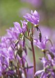 Dodecatheon meadia. Соцветие. Мурманск, МАГУ, в культуре. 22.06.2016.