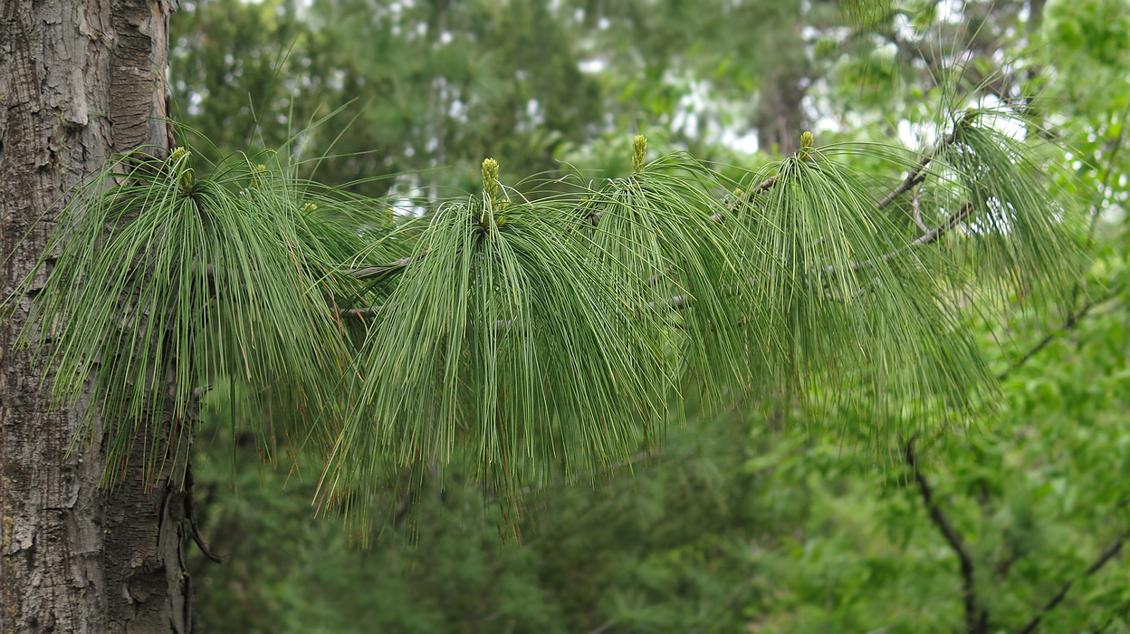 Изображение особи Pinus coulteri.