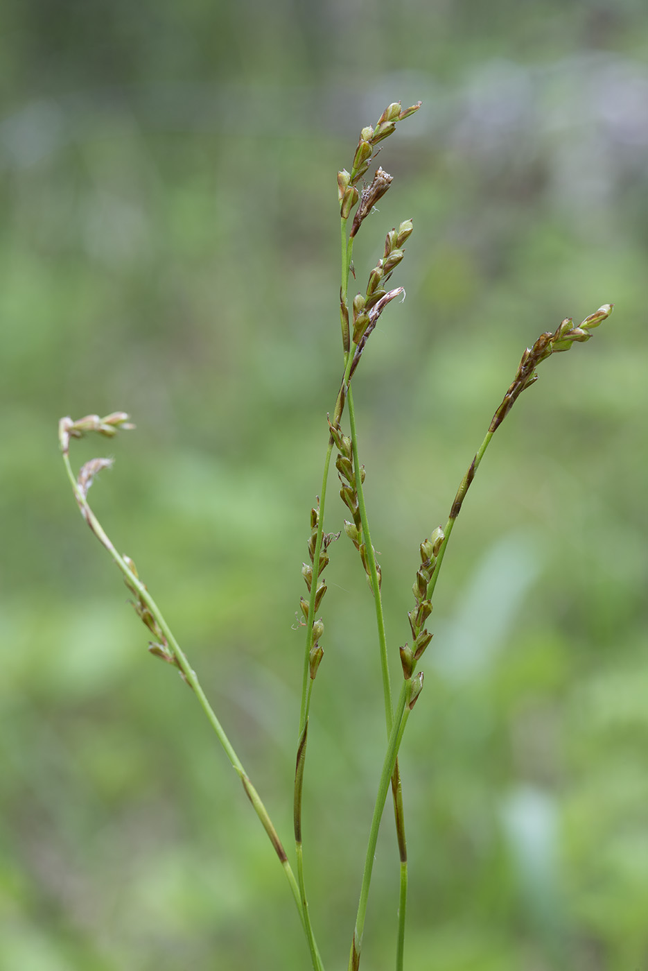 Изображение особи Carex digitata.