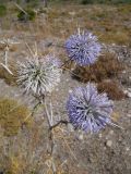 Echinops spinosissimus