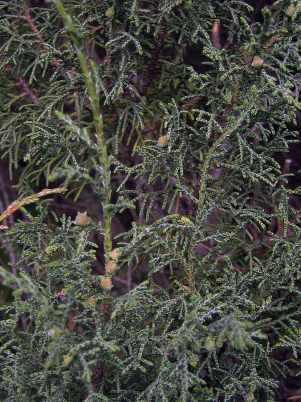 Изображение особи Juniperus pseudosabina.