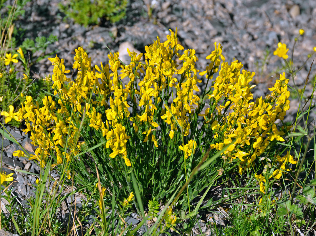 Изображение особи Genista humifusa.