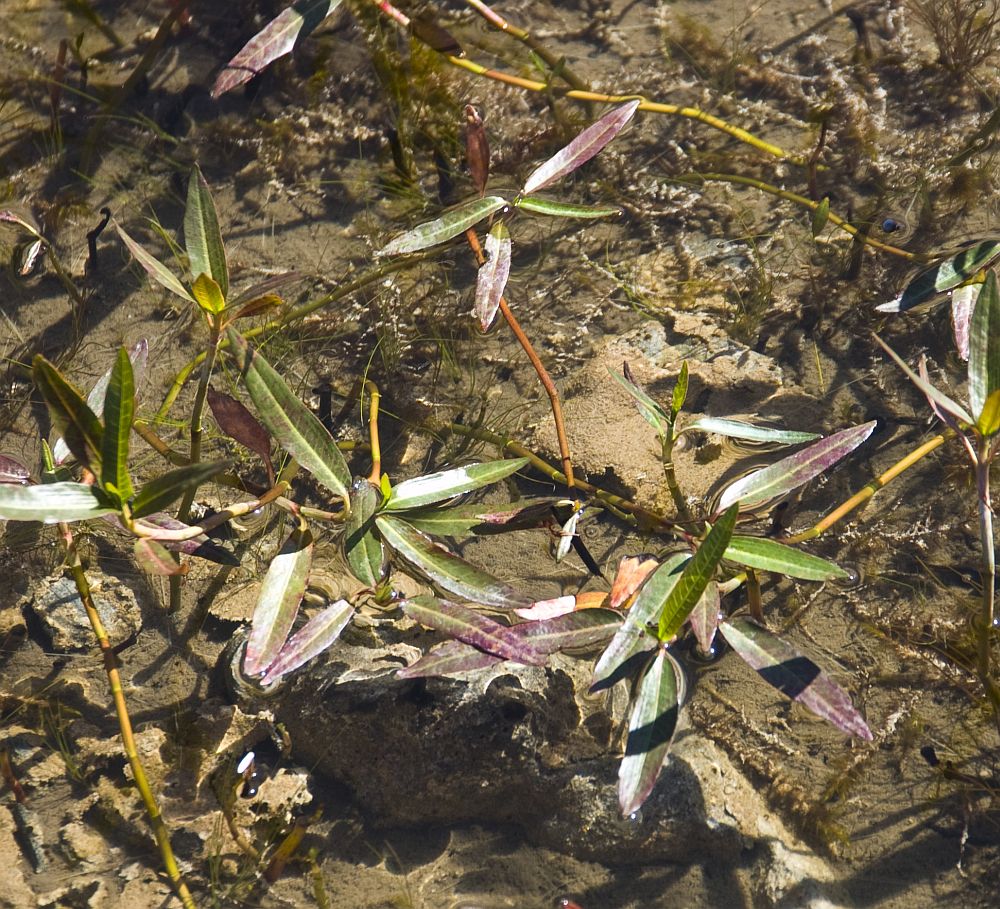 Image of Persicaria amphibia specimen.