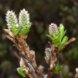 Salix myrsinites. Ветвь цветущей женской особи. Мурманская обл., Североморский р-н, восточный склон сопки, переходное болотце. 30.05.2010.