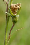 Campanula persicifolia. Незрелый плод с остатками высохшего венчика цветка. Ленинградская обл., Гатчинский р-н, окр. дер. Замостье, суходольный луг. 14.07.2018.