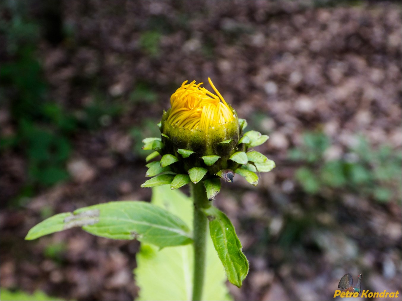 Изображение особи Telekia speciosa.