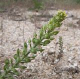 Alyssum turkestanicum разновидность desertorum. Верхушка соцветия с цветками и незрелыми плодами. Краснодарский край, Темрюкский р-н, Куликовское гирло, старый береговой вал. 23.04.2016.