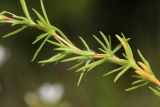 Minuartia laricina