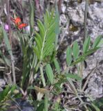 Vicia grandiflora. Листья. Турция, ил Артвин, деревня Bağcılar, окр. монастыря Опиза. 24.04.2019.